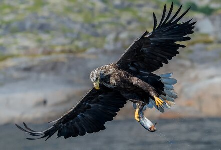 Predator the white-tailed eagle smola rising