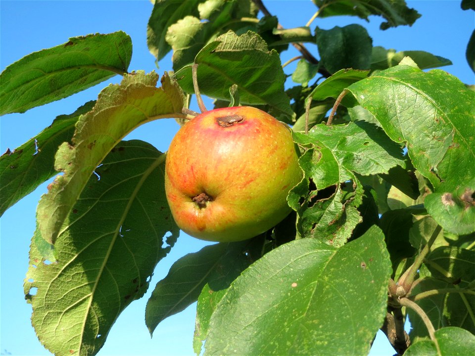 Apfelbaum (Malus domestica) bei Hockenheim