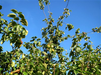 Apfelbaum (Malus domestica) bei Hockenheim