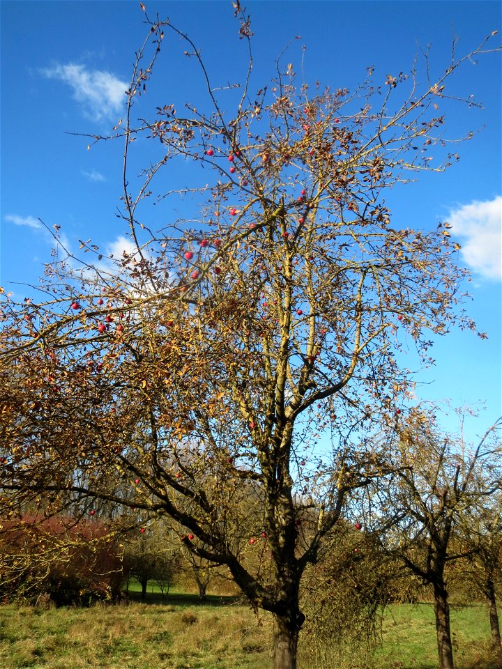 Apfelbaum (Malus domestica) bei Altlußheim