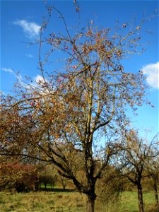 Apfelbaum (Malus domestica) bei Altlußheim