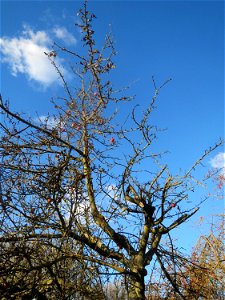 Apfelbaum (Malus domestica) bei Altlußheim