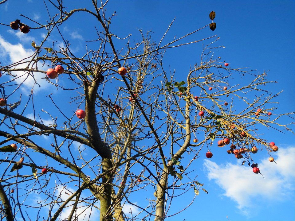 Apfelbaum (Malus domestica) bei Altlußheim