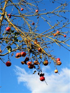 Apfelbaum (Malus domestica) bei Altlußheim