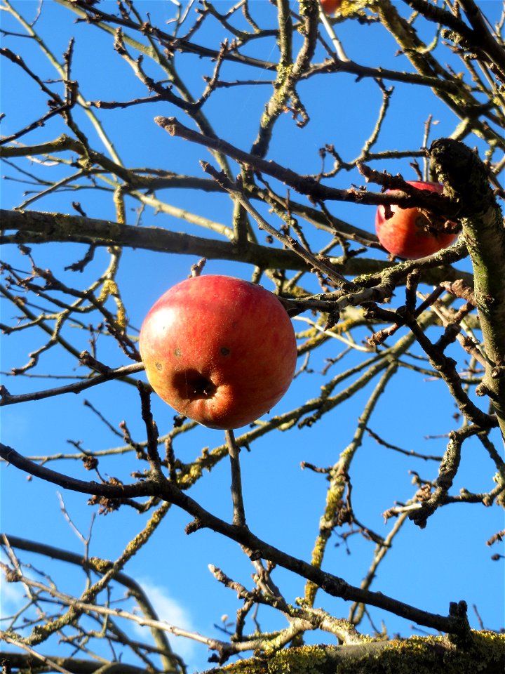 Apfelbaum (Malus domestica) bei Altlußheim