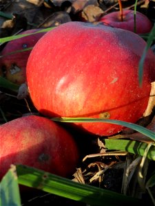 Apfelbaum (Malus domestica) bei Altlußheim