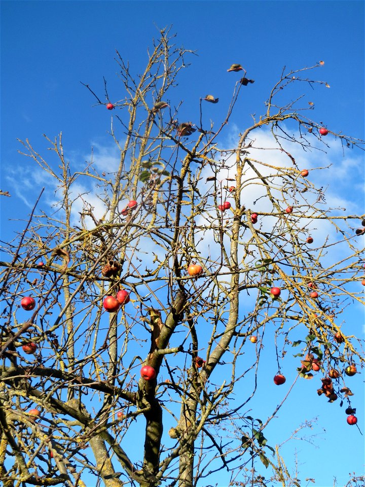 Apfelbaum (Malus domestica) bei Altlußheim
