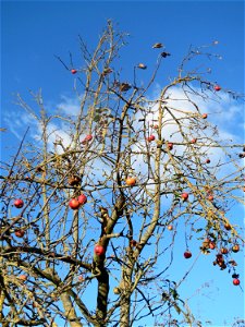 Apfelbaum (Malus domestica) bei Altlußheim