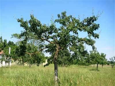 Apfelbaum (Malus domestica) beim Insultheimer Hof im Landschaftsschutzgebiet „Hockenheimer Rheinbogen“