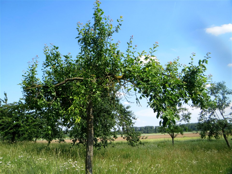 Apfelbaum (Malus domestica) beim Insultheimer Hof im Landschaftsschutzgebiet „Hockenheimer Rheinbogen“