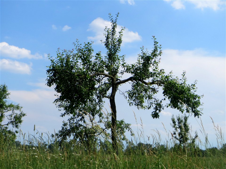 Apfelbaum (Malus domestica) beim Insultheimer Hof im Landschaftsschutzgebiet „Hockenheimer Rheinbogen“
