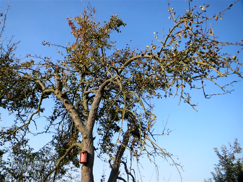 Alter Apfelbaum (Malus domestica) am Hochwasserrückhaltebecken im Naturschutzgebiet „Bachwiesen/Leopoldswiesen“ im Hockenheimer Rheinbogen