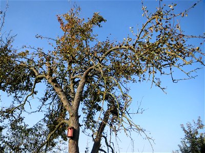 Alter Apfelbaum (Malus domestica) am Hochwasserrückhaltebecken im Naturschutzgebiet „Bachwiesen/Leopoldswiesen“ im Hockenheimer Rheinbogen photo
