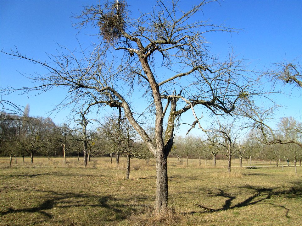 Apfelbaum (Malus domestica) auf der Streuobstwiese im Naturschutzgebiet „Reißinsel“ im Waldpark Mannheim