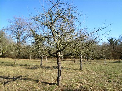 Apfelbaum (Malus domestica) auf der Streuobstwiese im Naturschutzgebiet „Reißinsel“ im Waldpark Mannheim