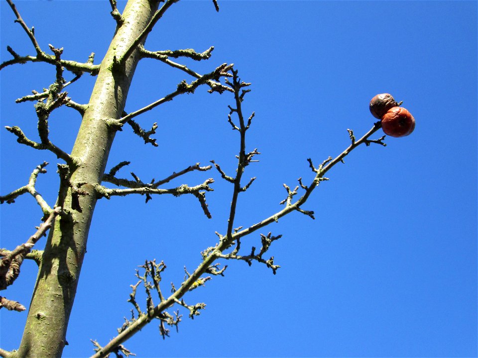Apfelbaum (Malus domestica) auf der Streuobstwiese im Naturschutzgebiet „Reißinsel“ im Waldpark Mannheim