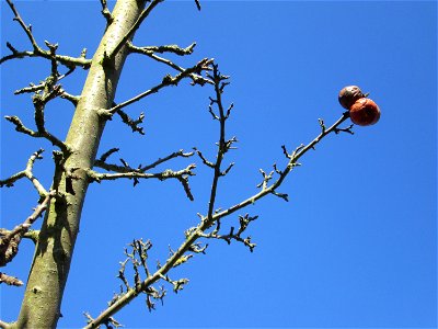 Apfelbaum (Malus domestica) auf der Streuobstwiese im Naturschutzgebiet „Reißinsel“ im Waldpark Mannheim