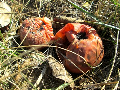 Fallobst vom Apfelbaum (Malus domestica) auf der Streuobstwiese im Naturschutzgebiet „Reißinsel“ im Waldpark Mannheim
