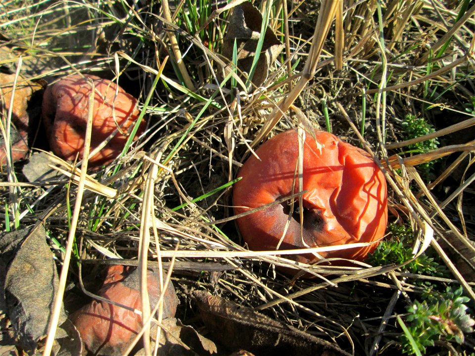 Fallobst vom Apfelbaum (Malus domestica) auf der Streuobstwiese im Naturschutzgebiet „Reißinsel“ im Waldpark Mannheim