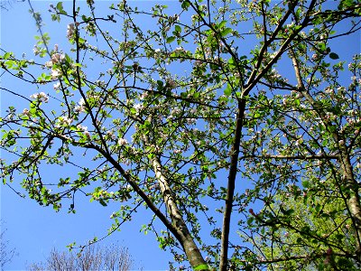 Verwilderter Kulturapfel (Malus domestica) im Naturschutzgebiet „St. Arnualer Wiesen“