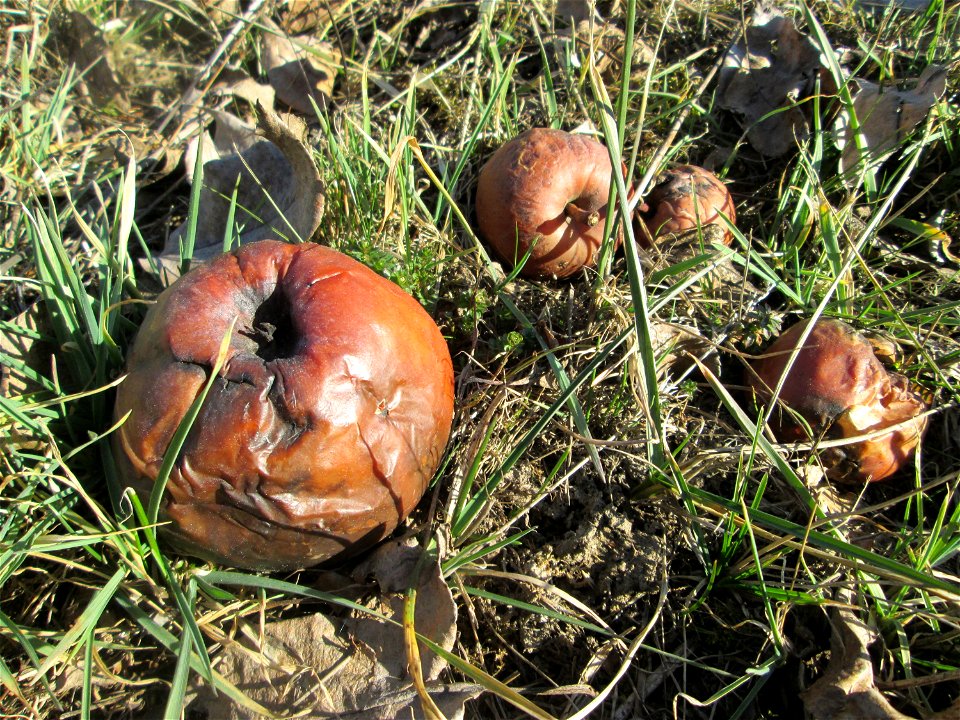 Fallobst vom Apfelbaum (Malus domestica) auf der Streuobstwiese im Naturschutzgebiet „Reißinsel“ im Waldpark Mannheim
