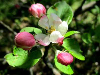 Verwilderter Kulturapfel (Malus domestica) im Naturschutzgebiet „St. Arnualer Wiesen“