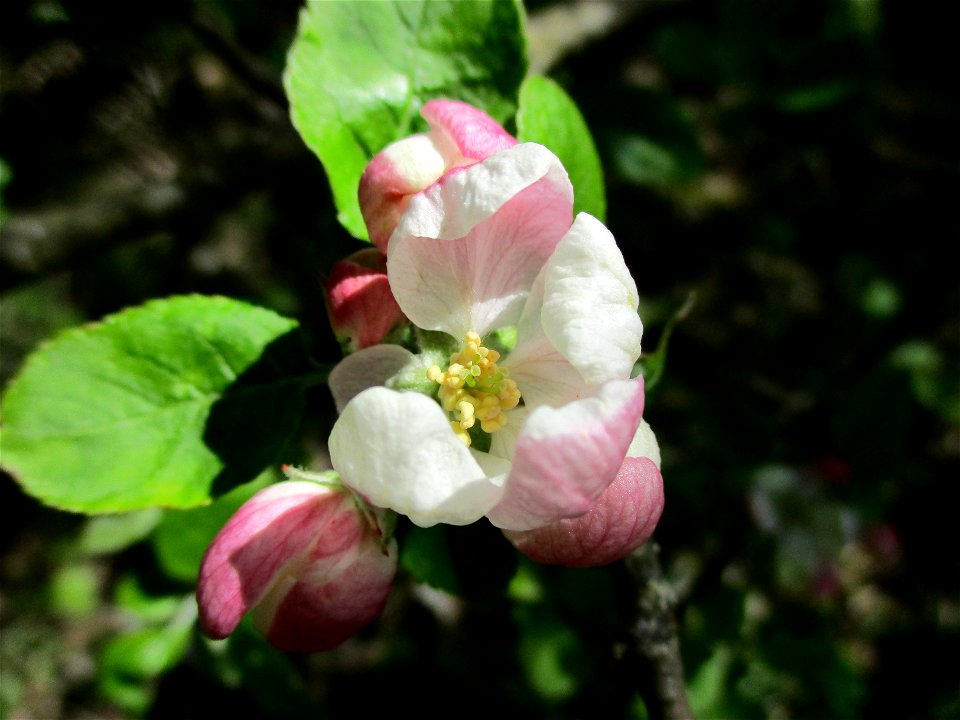 Verwilderter Kulturapfel (Malus domestica) im Naturschutzgebiet „St. Arnualer Wiesen“