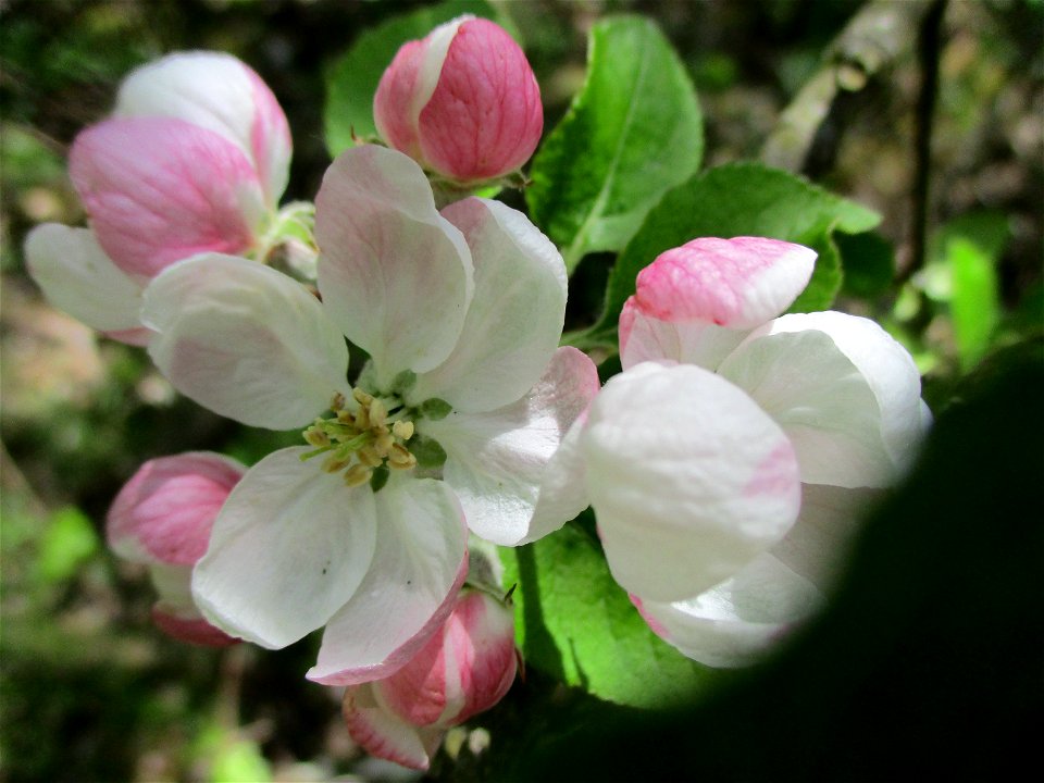 Verwilderter Kulturapfel (Malus domestica) im Naturschutzgebiet „St. Arnualer Wiesen“