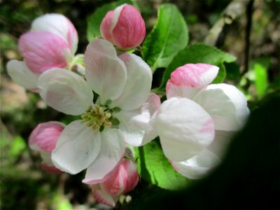 Verwilderter Kulturapfel (Malus domestica) im Naturschutzgebiet „St. Arnualer Wiesen“