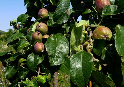 Thinning apples, Castelltallat, Catalonia
