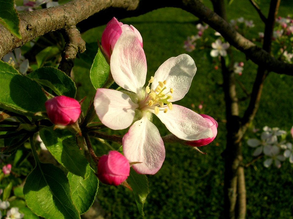 Apple Blossom photo