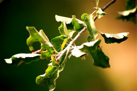 apple leaves