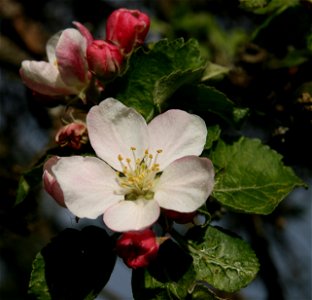 Blossom of the apple variety Graue Französische Renette/ Reinette grise française photo