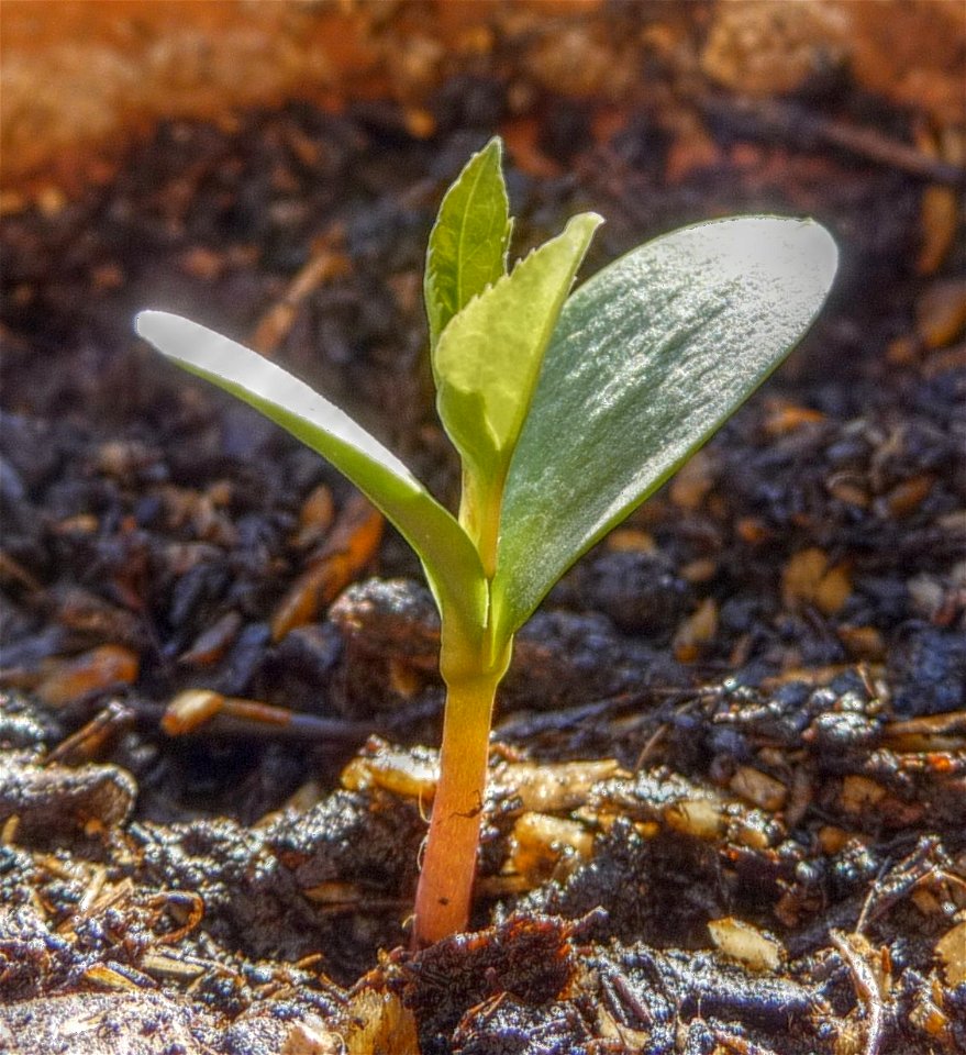 apple seedling idared, HDR