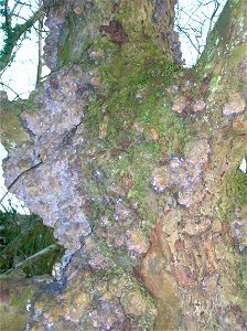 Burrs on the bark of an old apple tree photo