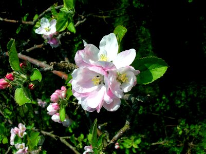 Apple tree in full blossom, North Ayrshire, Scotland.