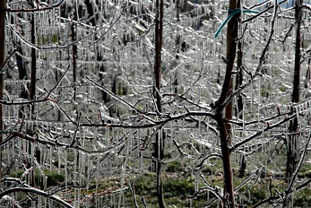 Frost protection with ice of buds and blossoms of apple trees in the Vinschgau near Morter, South Tyrol photo