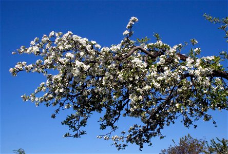 Blossoming branch of old apple tree - Malus domestica photo