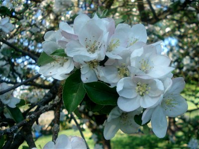 apple blossom photo