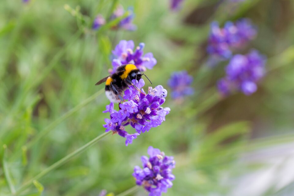 Hummel insect violet