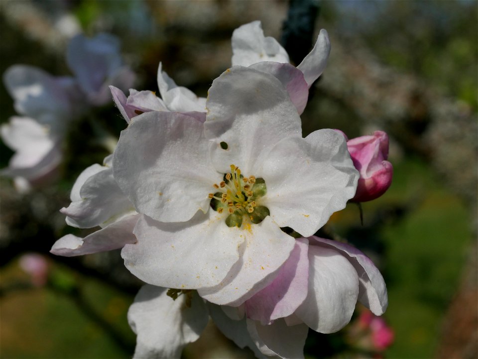 Dülmener Rosenapfel Freilichtmuseum Roscheider Hof Blüte photo