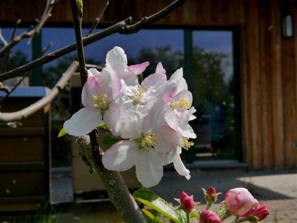 Engelsberger Freilichtmuseum Roscheider Hof Blüte photo