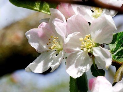 Erbachhofer Mostapfel Freilichtmuseum Roscheider Hof, Blüten photo