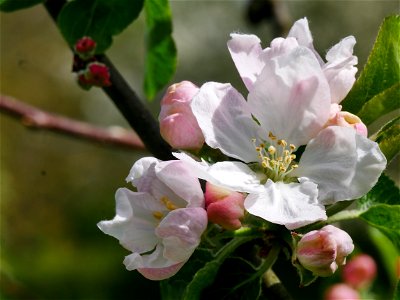 Erbachhofer Mostapfel Freilichtmuseum Roscheider Hof, Blüten photo