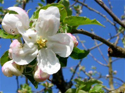 Gehrers Rambur Freilichtmuseum Roscheider Hof Blüten photo