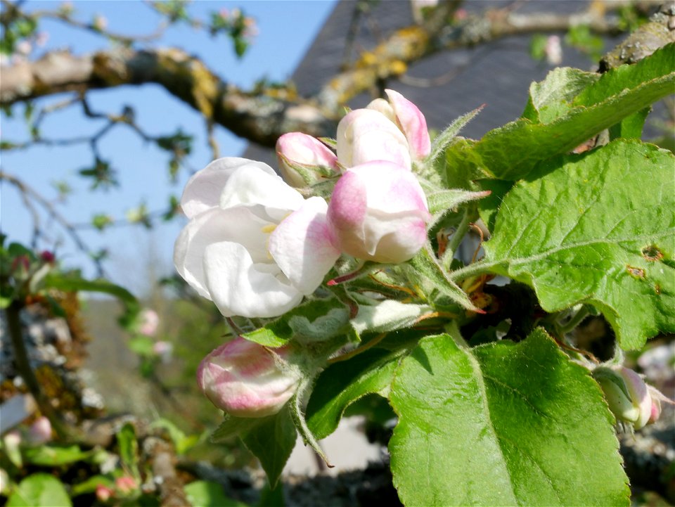 Gehrers Rambur Freilichtmuseum Roscheider Hof Knospen und Blüten