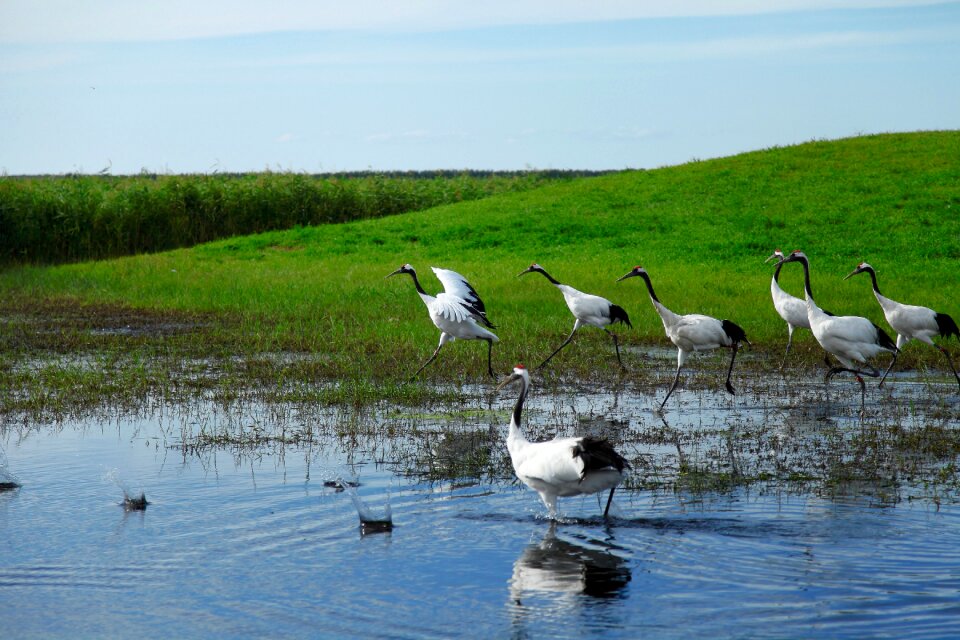 Wetlands crane red crowned crane