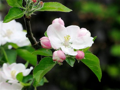 Gloster in blossom photo