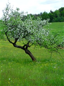 Apple tree in Kétvölgy (Permise) in the Žöjlin field (Doncsecz family)