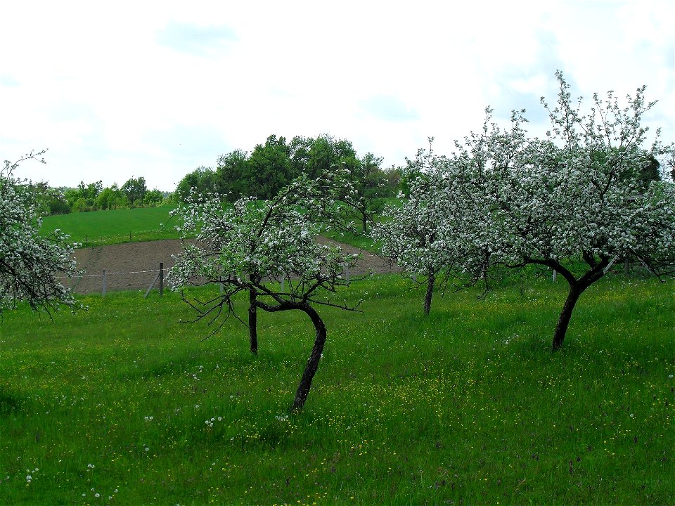 Apple trees in Permise (Kétvölgy), in the Žöjlin field (Doncsecz family)
